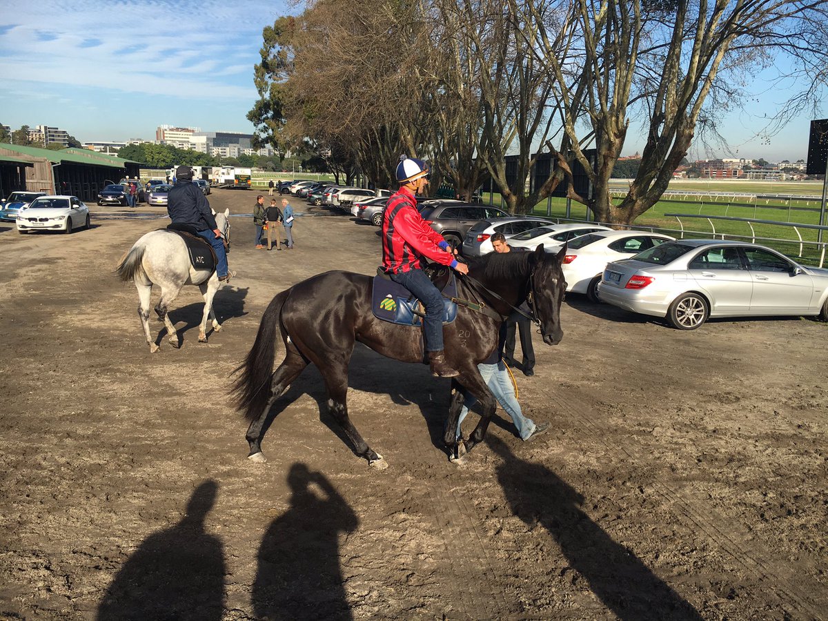 Haynsie75's tweet photo. Gr 1 @GooreePark colt Prized Icon looking in great order for @JamesCummings88 @atc_races trials #goodcolt https://t.co/xbBpvNR9ug