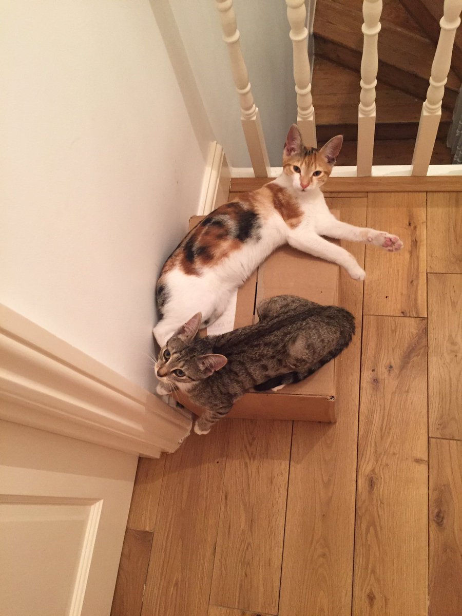 wosababyy's tweet photo. #InternationalCatDay #HappyInternationalCatDay from my 2 kitties Shelley and Bella ☺️😂😂❤️ https://t.co/c4jC7O1pKc