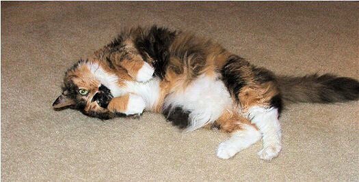 EnvoysThief's tweet photo. "Happy #InternationalCatDay from Glasgow, Dublin, and I!" https://t.co/fwSU9Cucyc