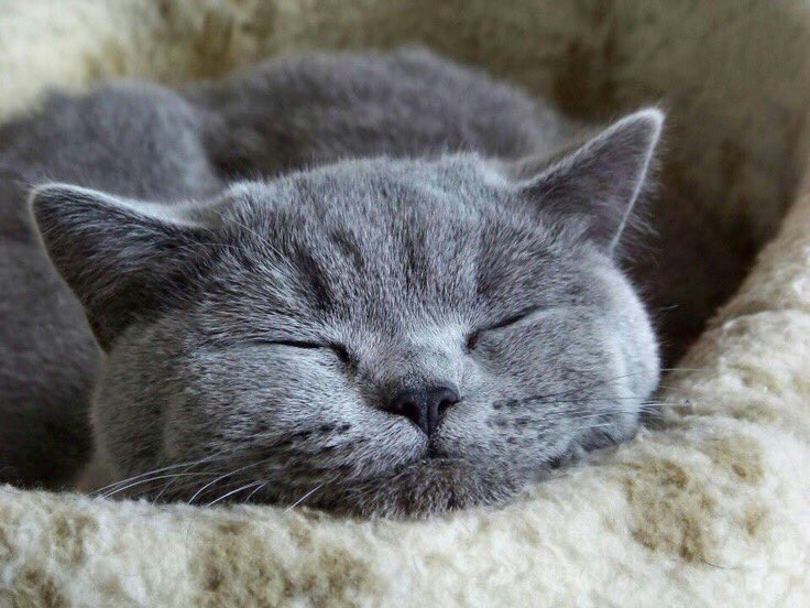 EnvoysThief's tweet photo. "Happy #InternationalCatDay from Glasgow, Dublin, and I!" https://t.co/fwSU9Cucyc