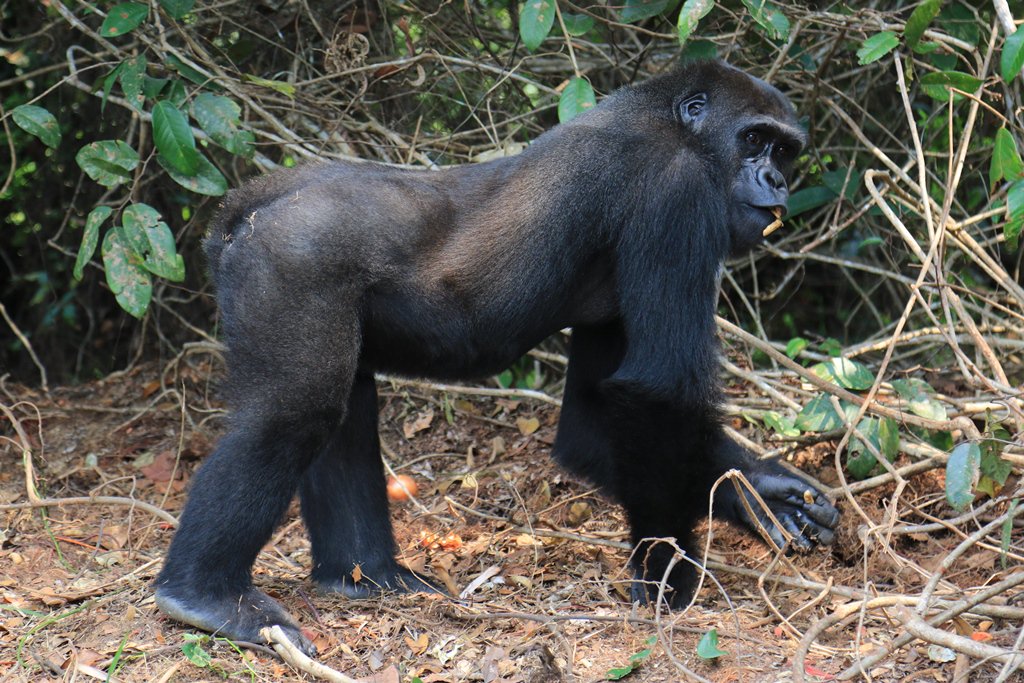 Djongo is looking fantastic at our #Gabon project.