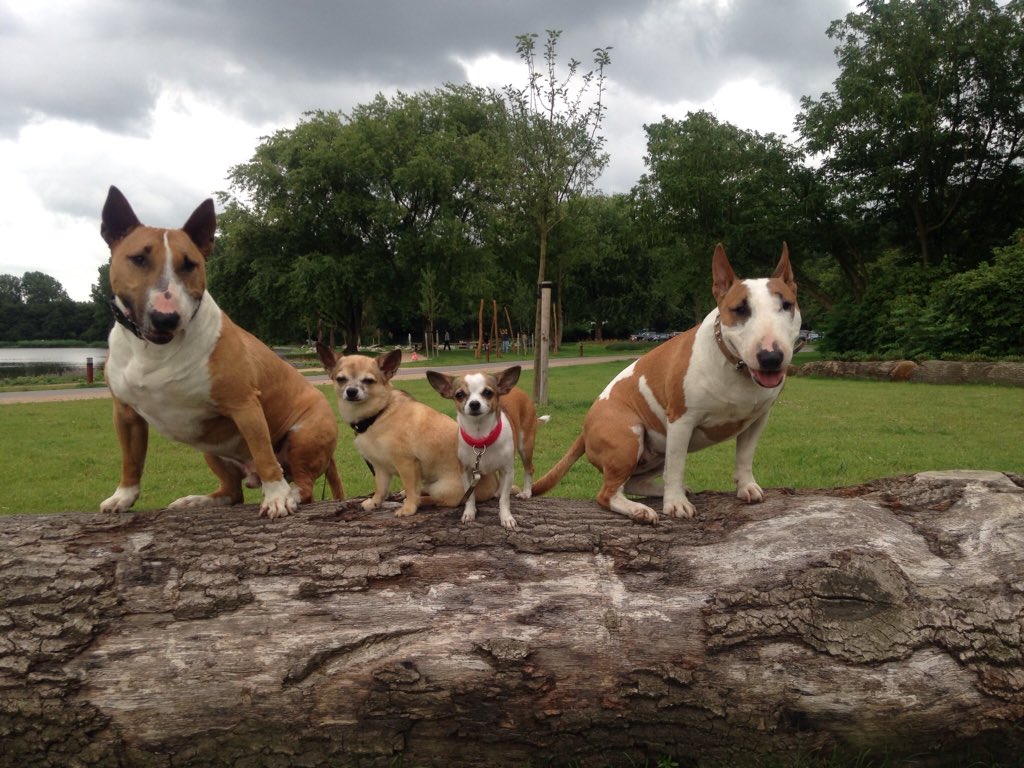 MartiniGrunn's tweet photo. Team FlaNieAmLay
#doggymarathon #stichtingviervoeters https://t.co/CEpMv8259e