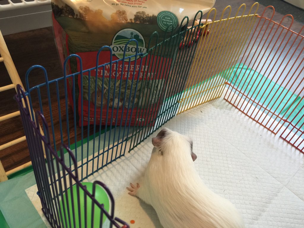 petslive_sas's tweet photo. @OxbowAH nah, thank you for your service Lol #EnjoyOXBOWhay #guineapig101 #smallpetlovers #withmypet #petslive_sas https://t.co/aePUjWPqE8