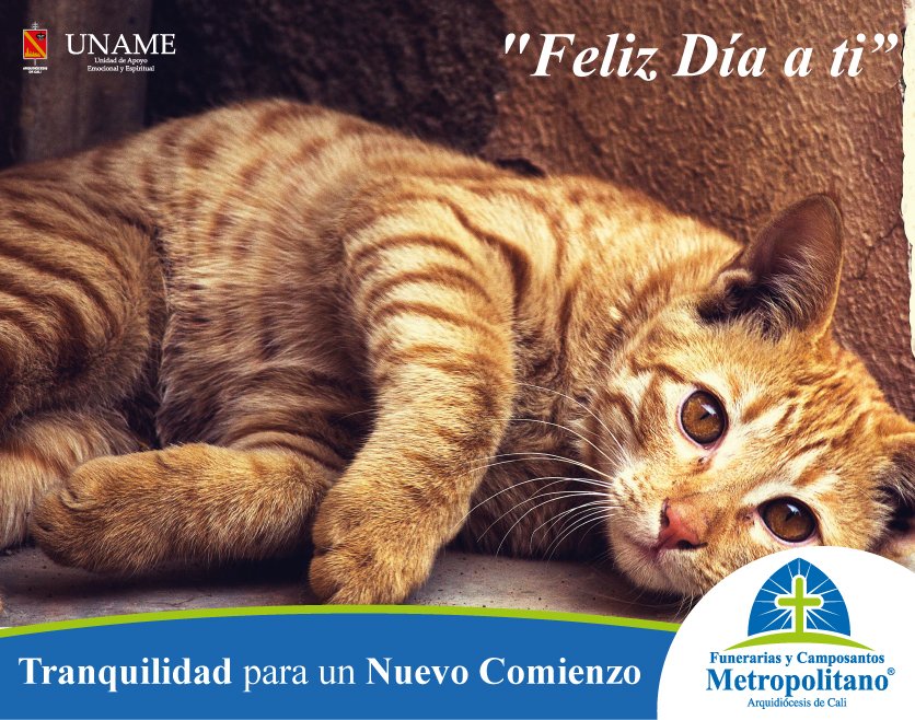 FCMDAC's tweet image. Día Internacional del Gato!
#FunerariasyCamposantosMetropolitano #UNAME
