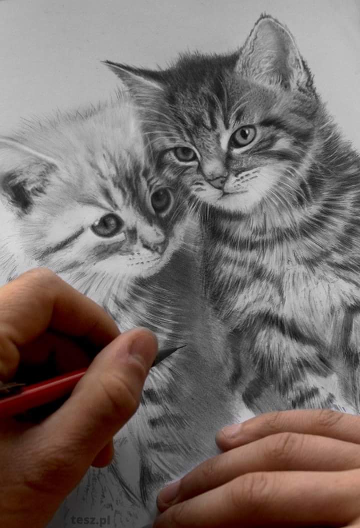 TeSz_pl's tweet photo. More drawing on my website: https://t.co/bz1P9WSPy7 #Cat #drawing #art #animal #pencil #sketch #artist #tesz #POL https://t.co/bzM00MV6cu