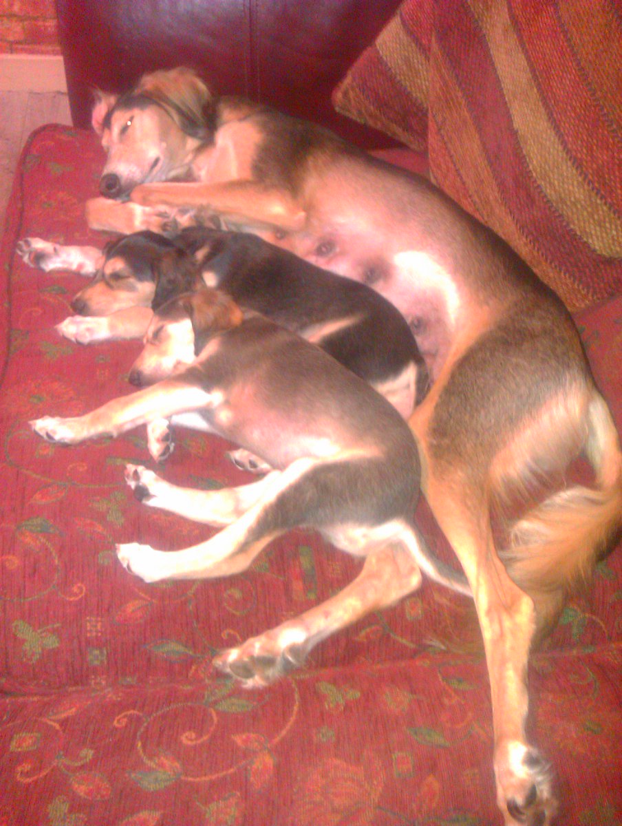 JabMove's tweet image. TIA AND PUPS ...IGI  AND  GHOST.....ALL SLEEPING,,,,,,,
