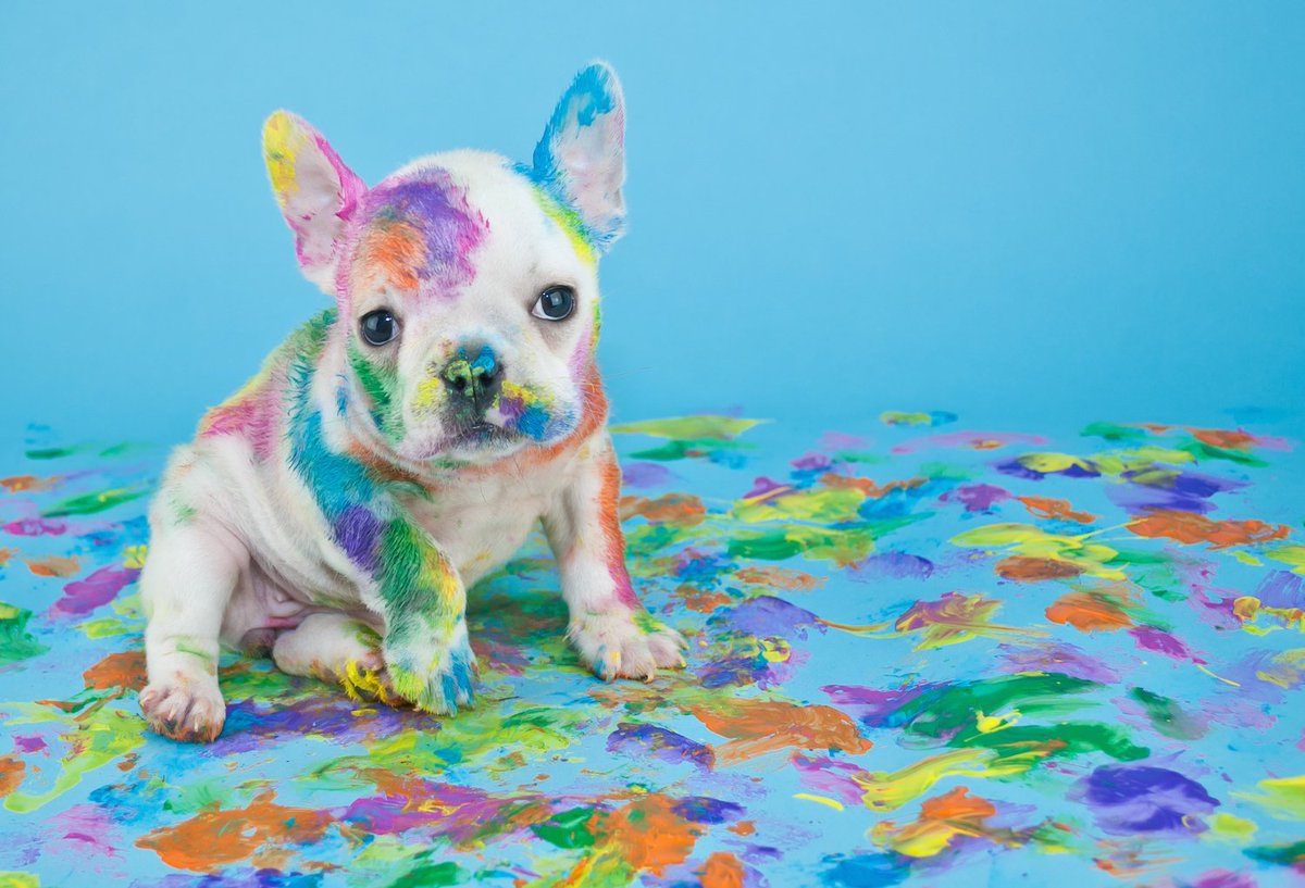 I'm not a great artist. Neither is Rolo. I'm still going to paint something fun on Aug 27. Rolo will stay home.