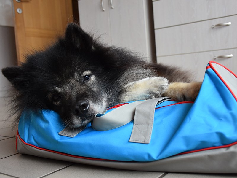 Eiji_Keeshond's tweet photo. I have now my own #sports #bag #whatisinside #curious #MINDGAMES #activitytoy https://t.co/dXBg2dOYC3