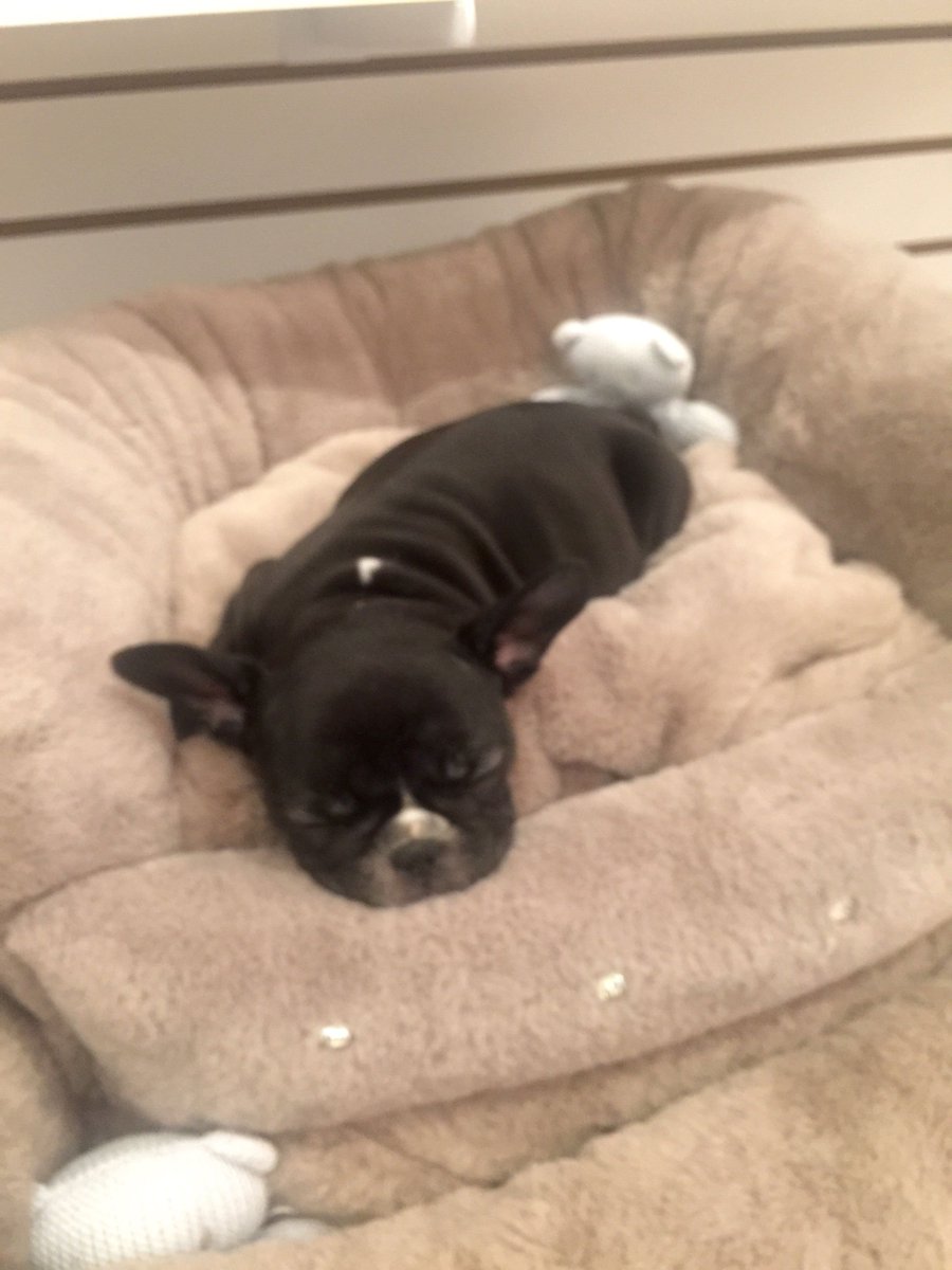 winstoninfo's tweet photo. Our newest customer, Stella, trying out some new beds, I think she may have found one  :)
#Bulldogs #louisdog https://t.co/KmZXpLAZD9