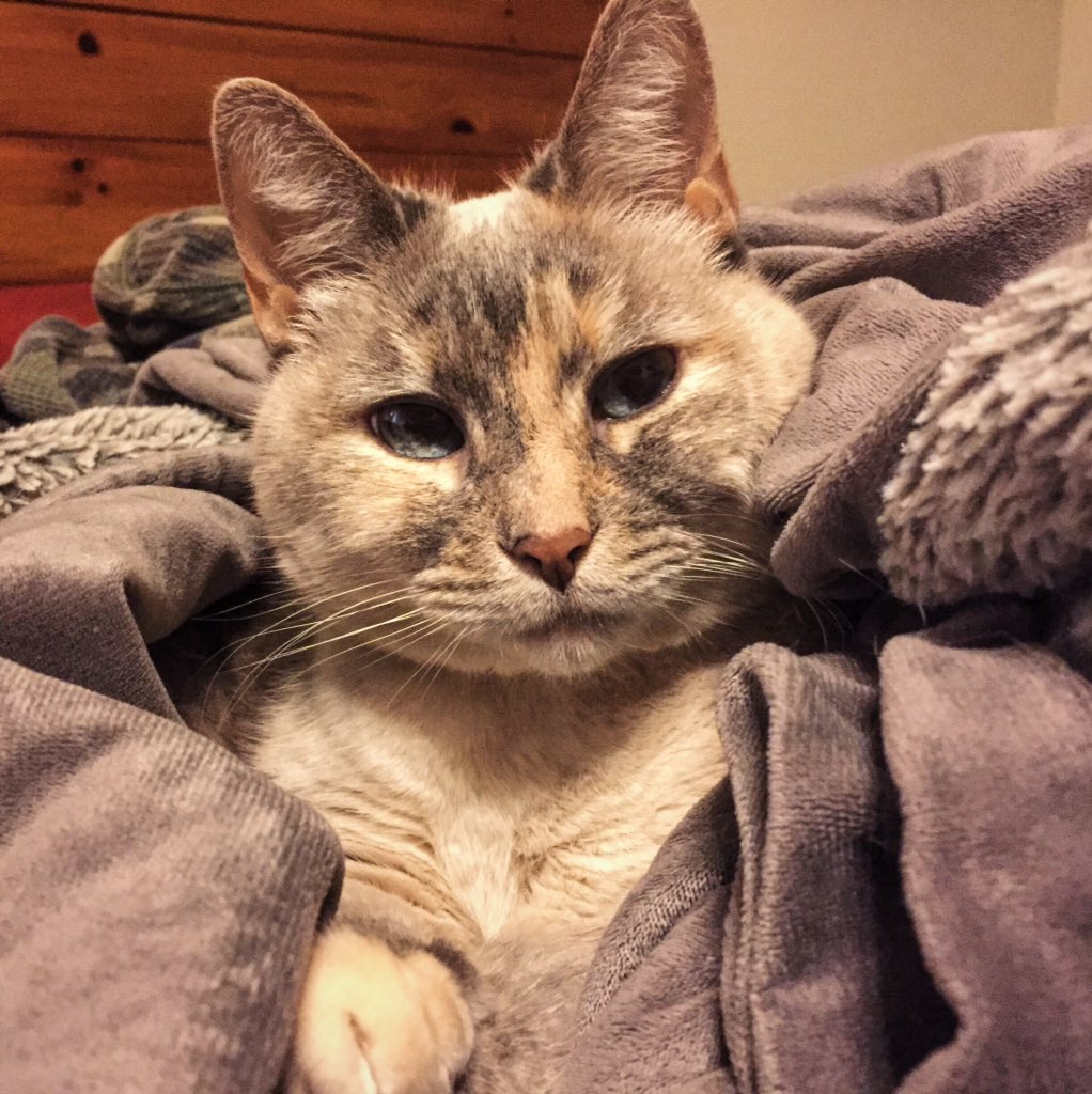 himeofyourlife's tweet photo. Yay for International Cat Day! #mymatilda #InternationalCatDay https://t.co/a5Hc8vjrJ2