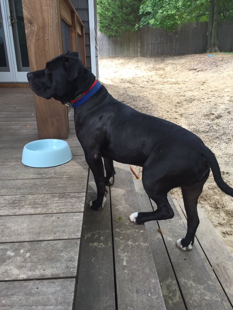katlamberti's tweet photo. Honestly my dog is majestic af https://t.co/BkbEHbDXo4
