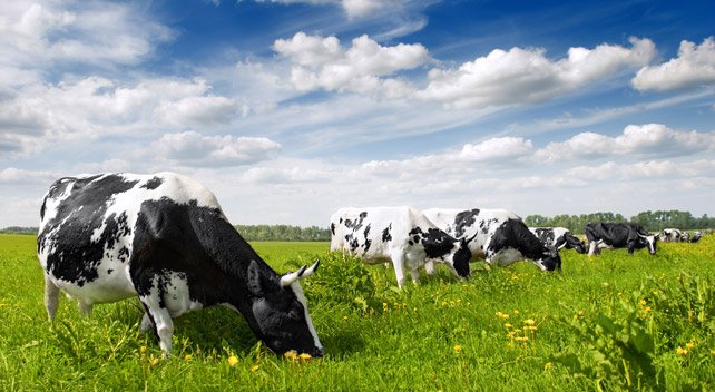 HoofMinder's tweet photo. What Are Your Dairy Cows Telling You about Their Nutrition Program? https://t.co/dyMbWIGprD  #dairy #cattle #farm https://t.co/k5GKR93q9x