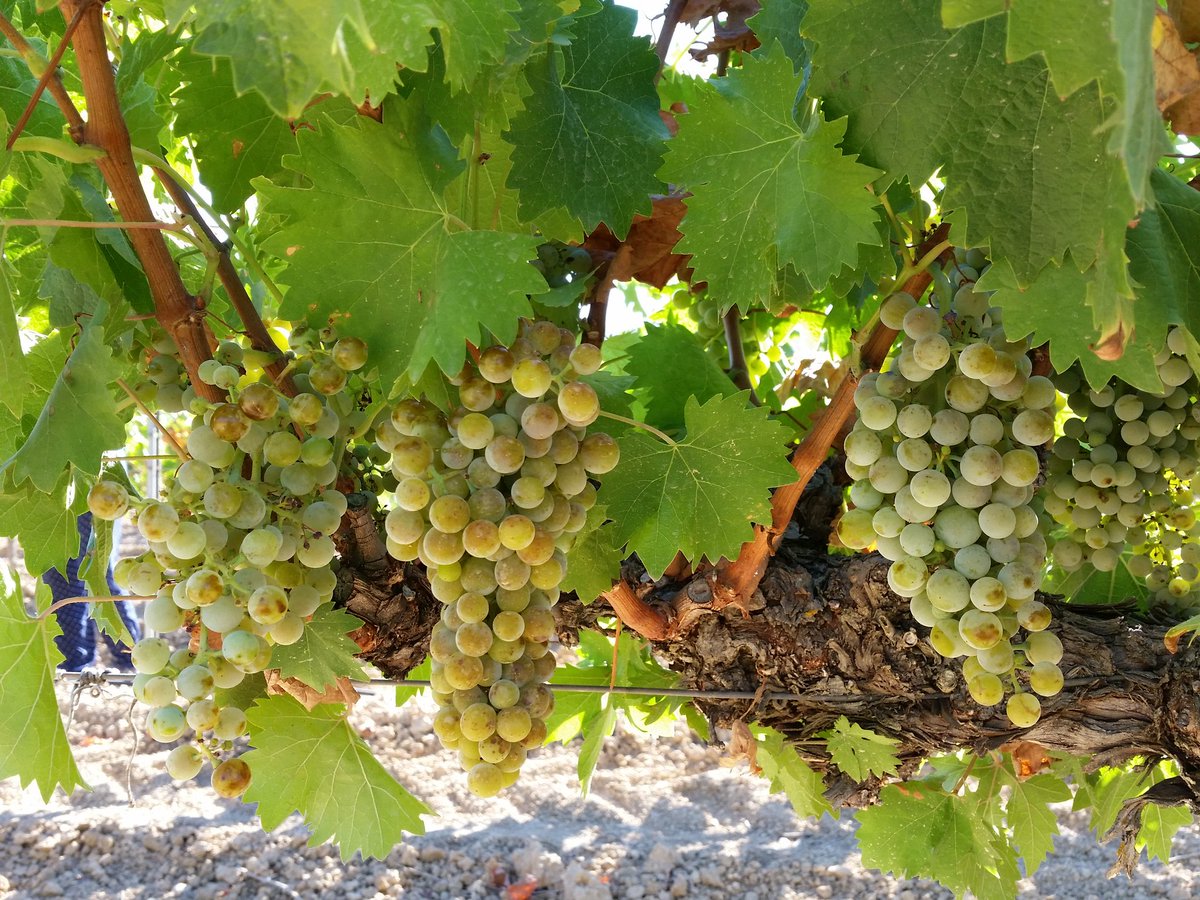 bodegacapuchina's tweet photo. Moscatel de grano menudo lista para vendimiar https://t.co/fTXzZEKkU4