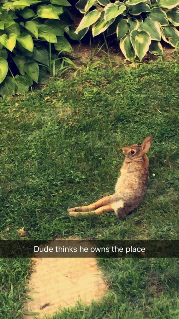 emtherese7's tweet photo. The rabbits in Como are getting more chill https://t.co/FKA3rc5OB3