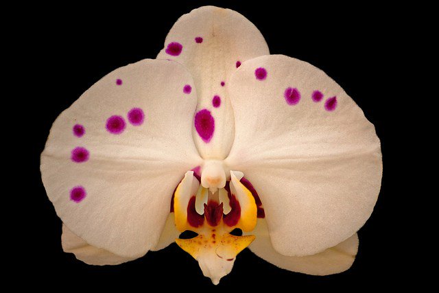 randalla808's tweet image. 402. a qualified coming out (part 2): inadequate answers about sex flavorandillumination.wordpress.com/2016/08/08/402…