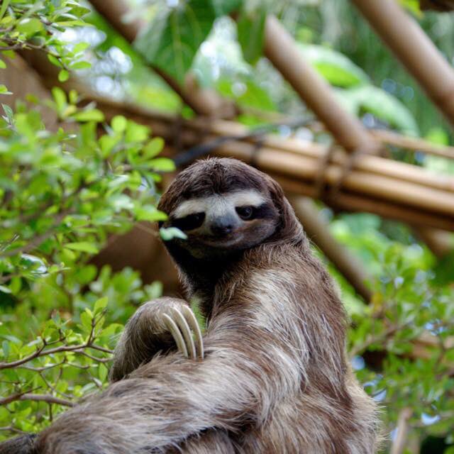 duhitzrandy's tweet photo. Sloths blaziken https://t.co/7htJNA7U7P