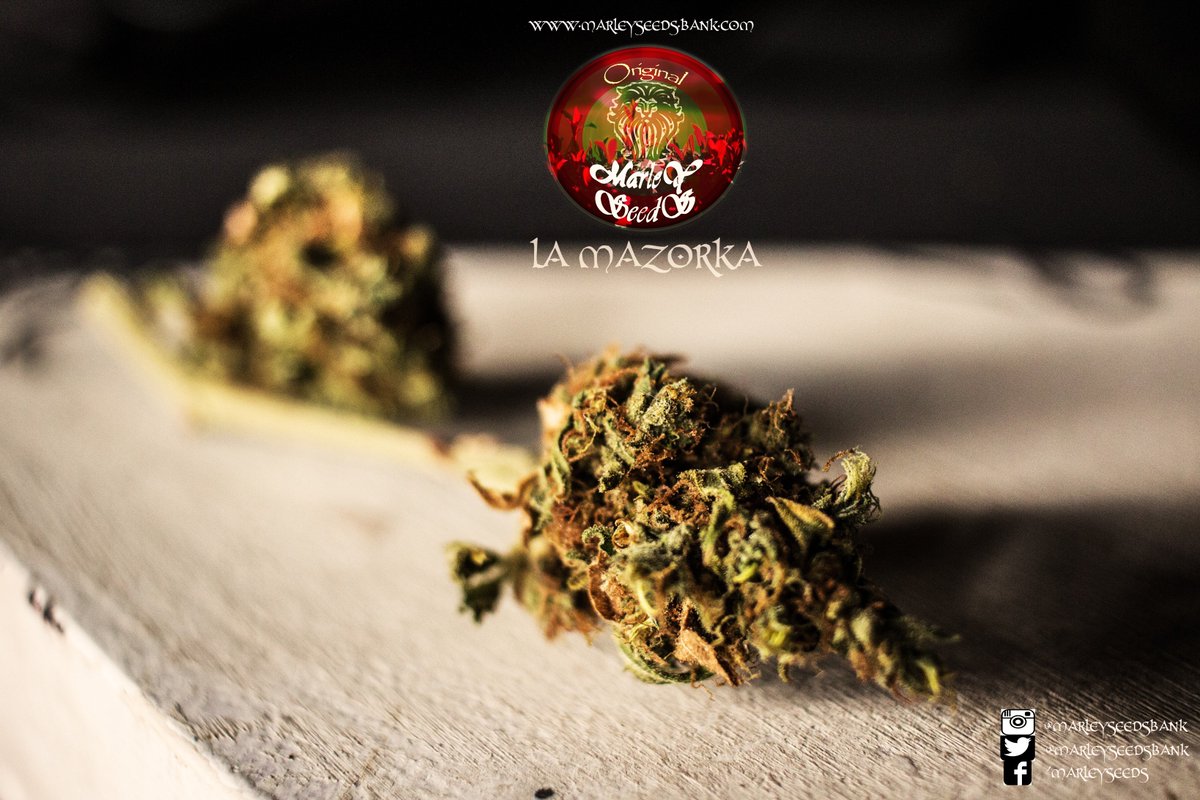 Redemption_W's tweet image. "After dry get the maximum flavor curing the harvest 1 to 2 months in glass jars or wooden boxes" @marleyseedsbank