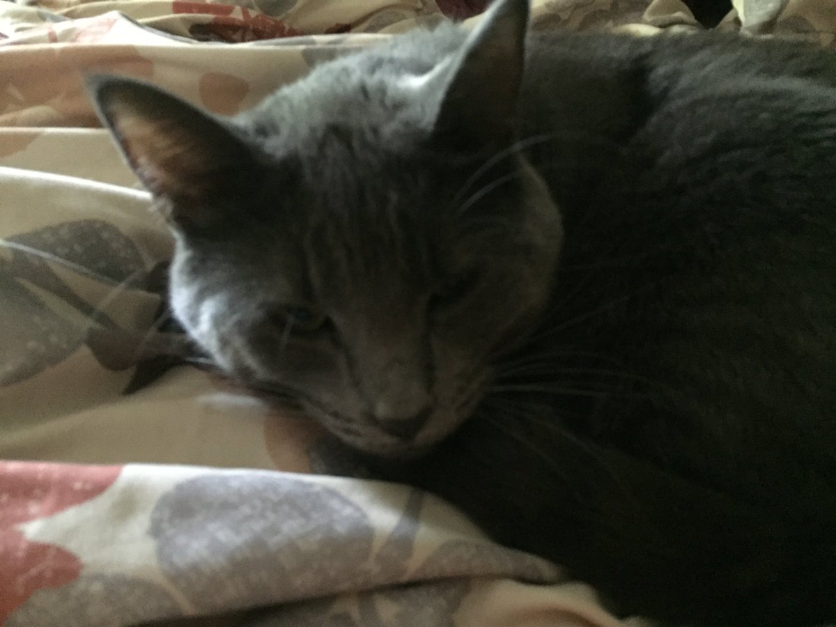 RoadmapToChange's tweet photo. @BrodytheCuber I'll be there with bells on. Aurora the cat will not. https://t.co/l9Gm0bazz6