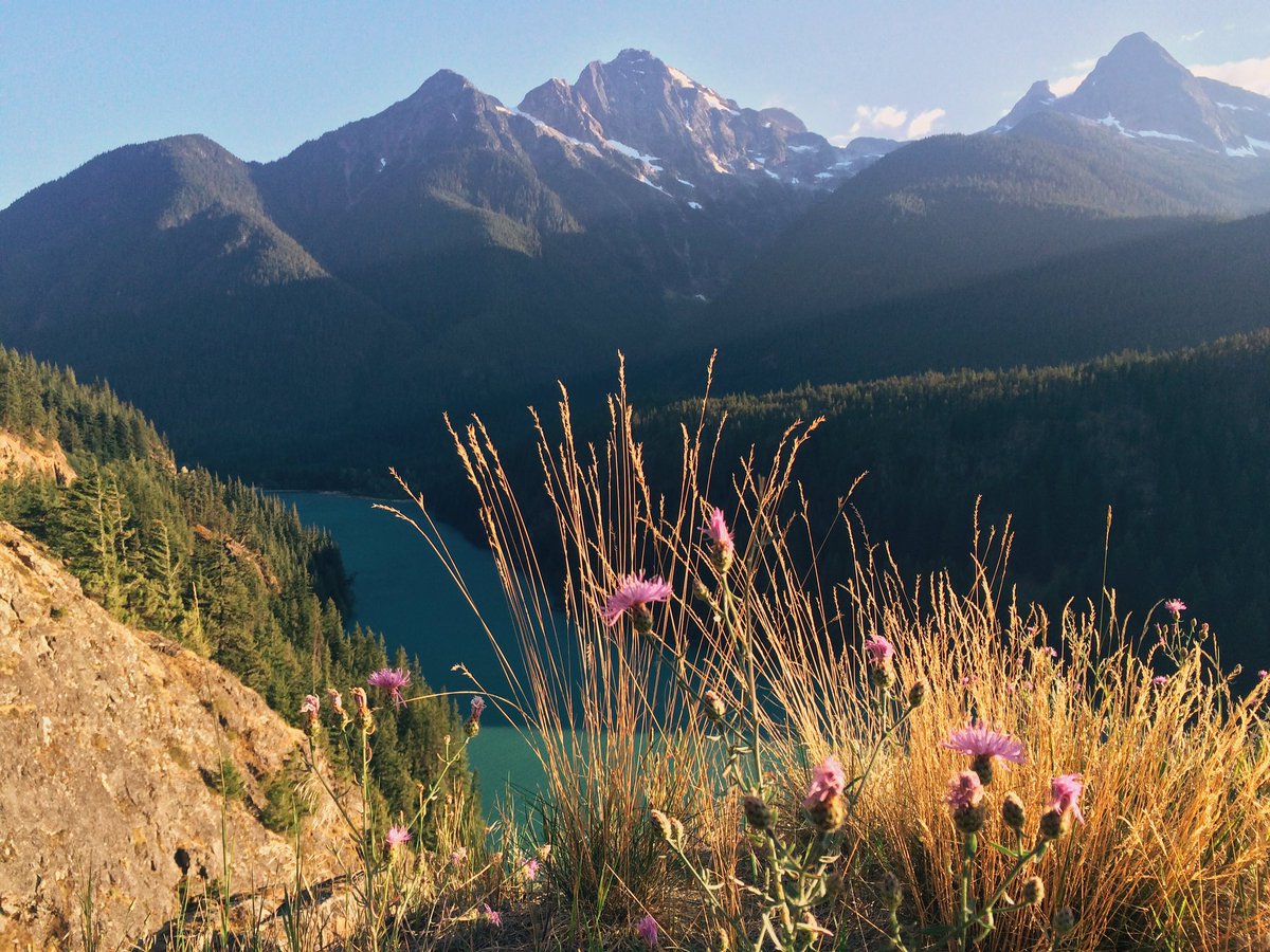 Finch Linden (@finchlinden) | Twitter