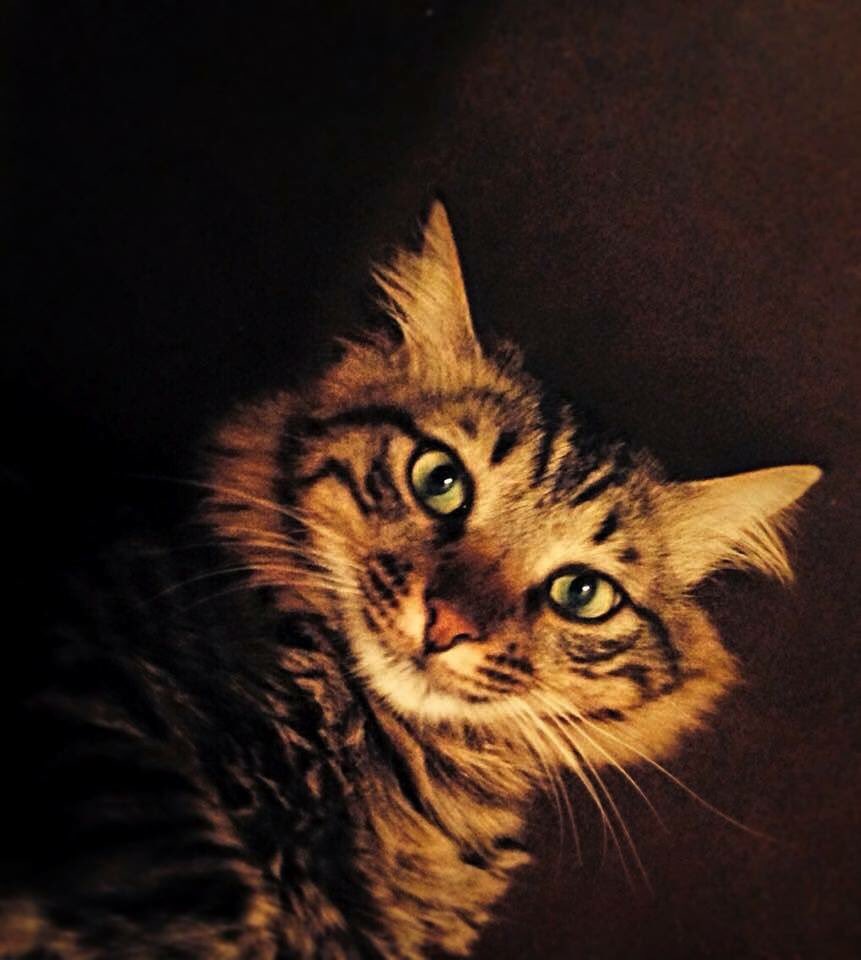 19_eightysix's tweet photo. #InternationalCatDay @anamariecox my baby is smiling #MrStew https://t.co/8r9mUeKh9b