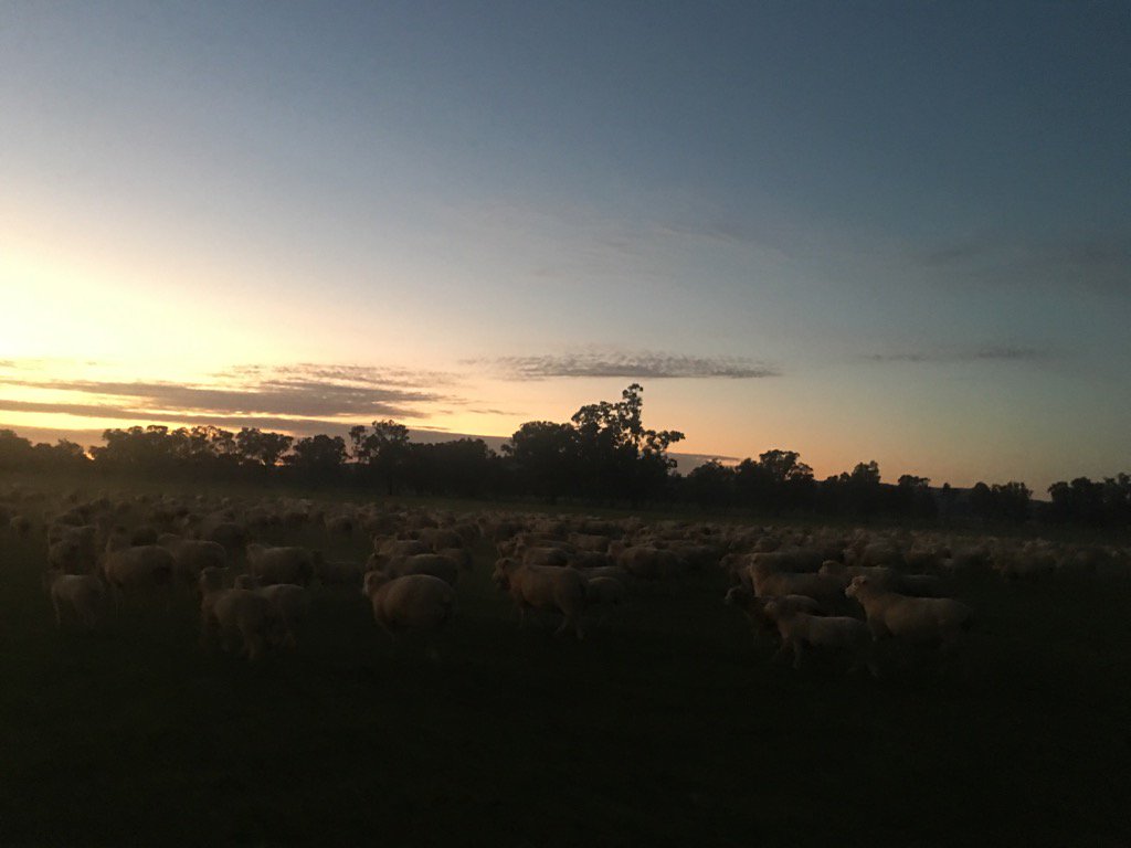 LambproHolbrook's tweet photo. This mobs in a hurry. Must be at yards in time to watch @Aussie7s - go girls!! #legendsalready https://t.co/1OVD3pGbvu