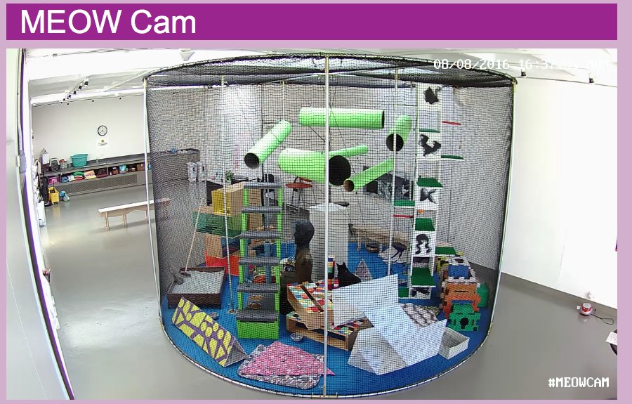 catsinresidence's tweet photo. What do the #catsinresidence do on their day off? Check the #MeowCam to find out! #WAMCats https://t.co/oAy4oXy3yk https://t.co/PmjUXS9Qa4