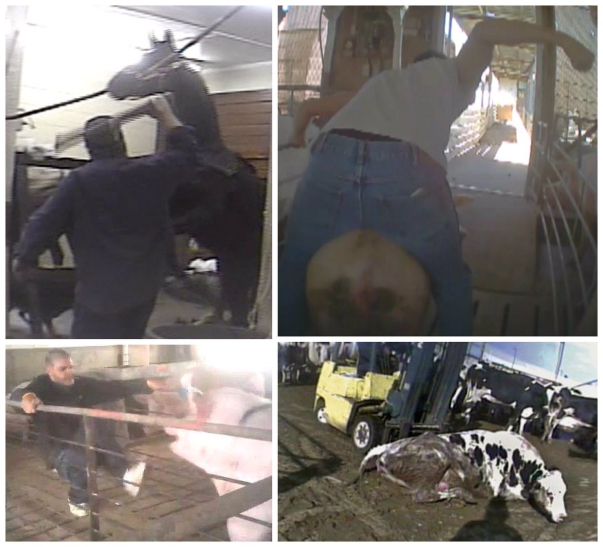 Matt_Dominguez's tweet photo. #IStartCryingWhen I see animals being abused by the meat industry. https://t.co/ohjv8aQz1L