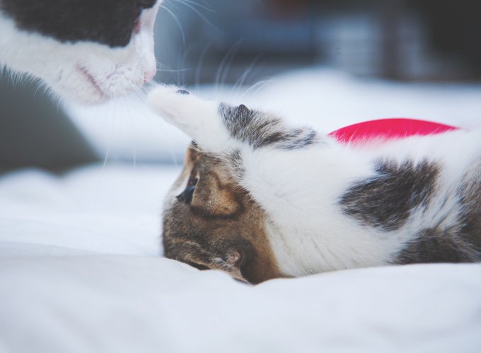 Pourquoi mon chat me masse avec ses pattes avant ?
→ ymp.io/u/zSV