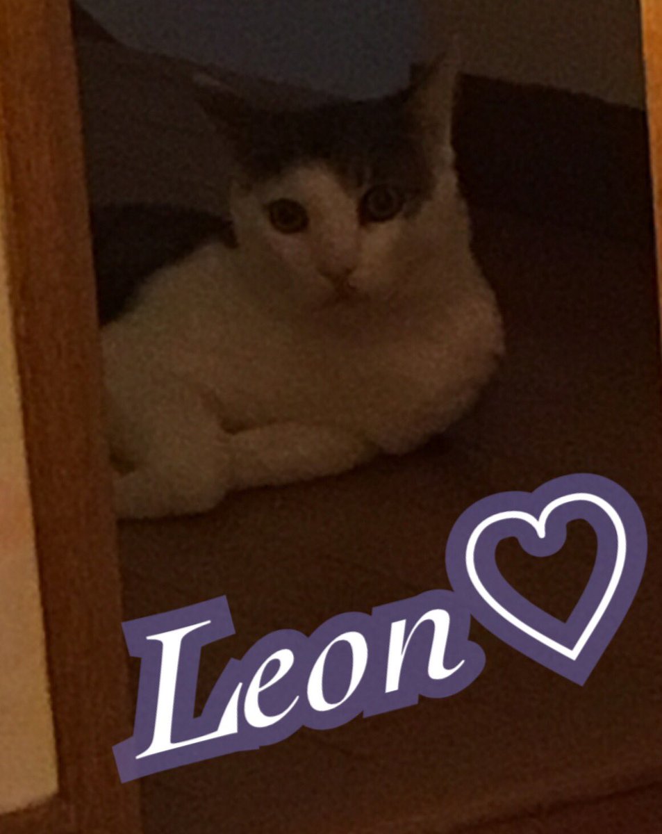 Ys2leon's tweet photo. たっくさんの人にレオンおめでとって
言ってもらってありがとうございます\( ¨̮ )/♡♡
これからもレオンを
よろしくお願いします(ˊᗜˋ)*·♚॰ॱ० https://t.co/FO4ytm2688