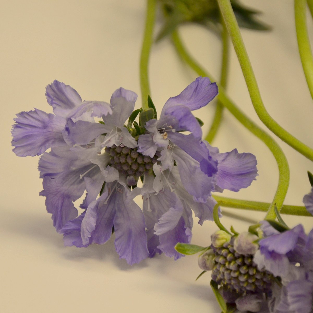 OVFlowers's tweet photo. Perennial #Scabiosa #flowers #CAGrown #AmericanGrown #FlowerFarmer #Summer #lavender https://t.co/aIjrZwPSLJ