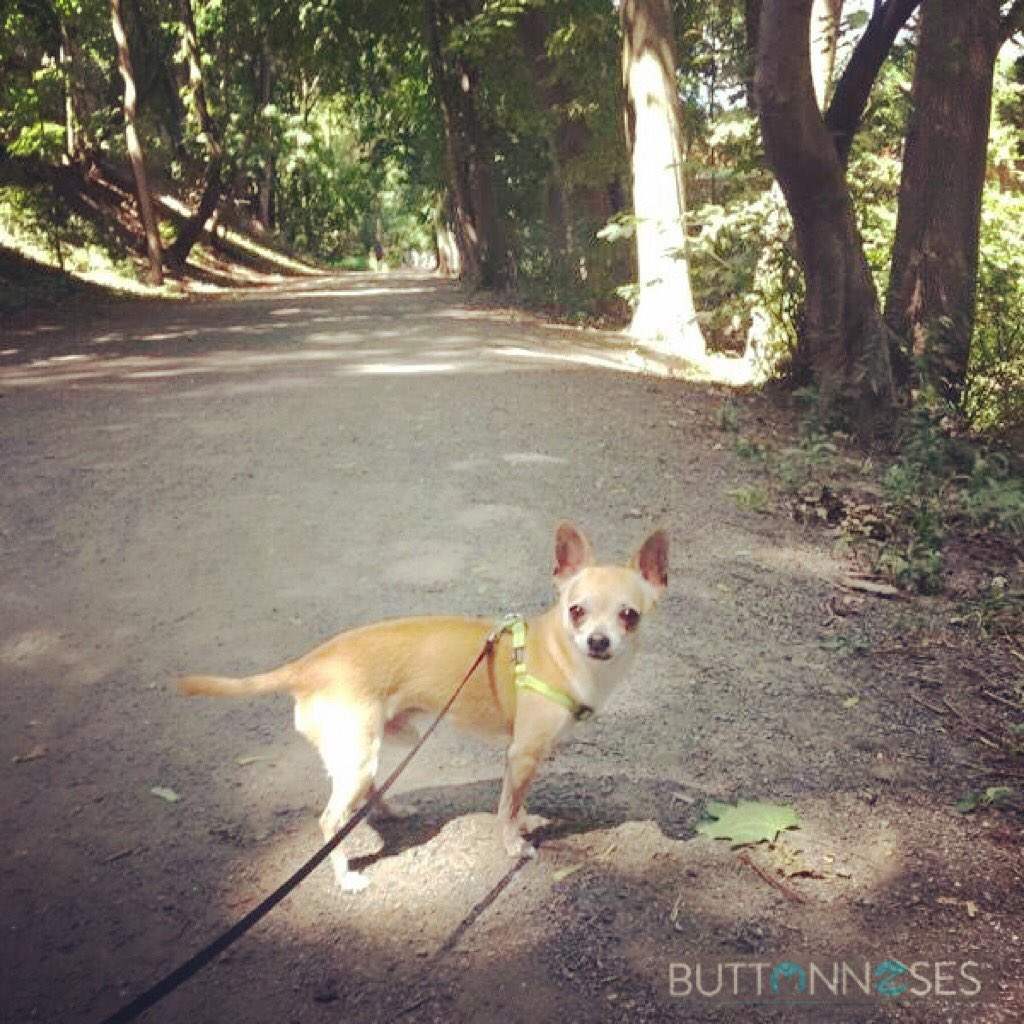 BNoses's tweet photo. Welcome to #BUTTONNOSES little Freddy.
#chihuahualove #queenwestdogs #torontodogwalking https://t.co/Y0KhfUlevN