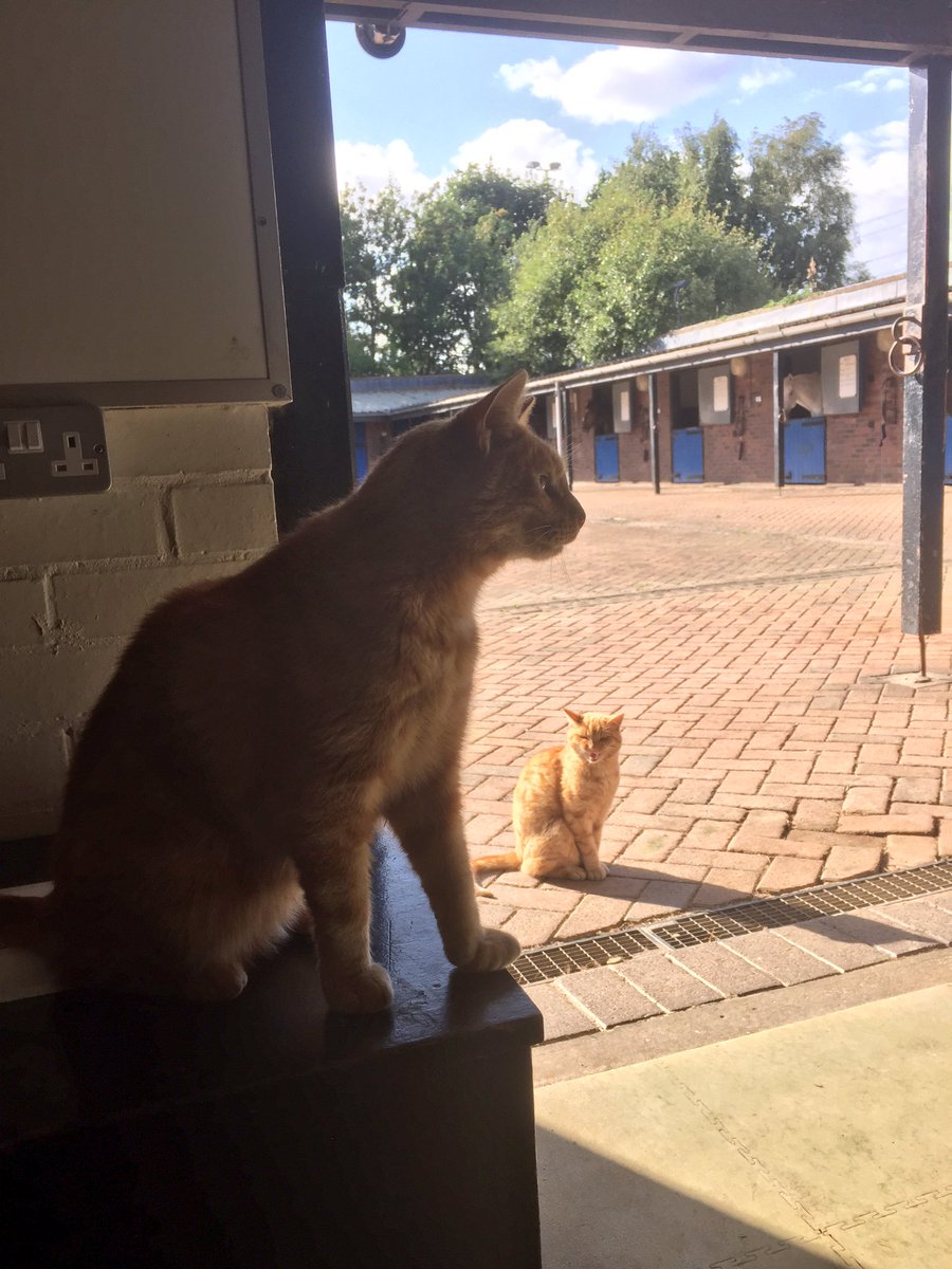 WYPHorses's tweet photo. Max is clearly up to something whilst paddy stands guard https://t.co/zAAkgLuN9W