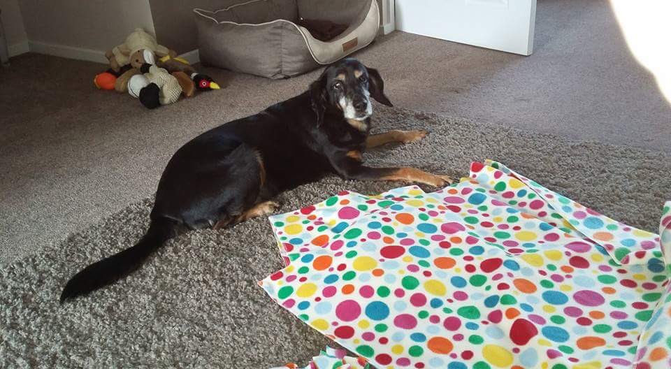tillypopstoys's tweet photo. Tillypops is so excited to announce we are going to be apart of the wonderful @DunroaminK9 adoption pack #rescue https://t.co/rLdcHlasSR