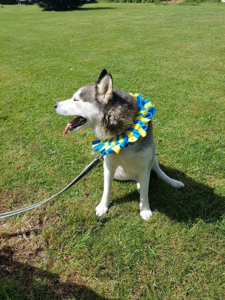 tillypopstoys's tweet photo. Tillypops is so excited to announce we are going to be apart of the wonderful @DunroaminK9 adoption pack #rescue https://t.co/rLdcHlasSR