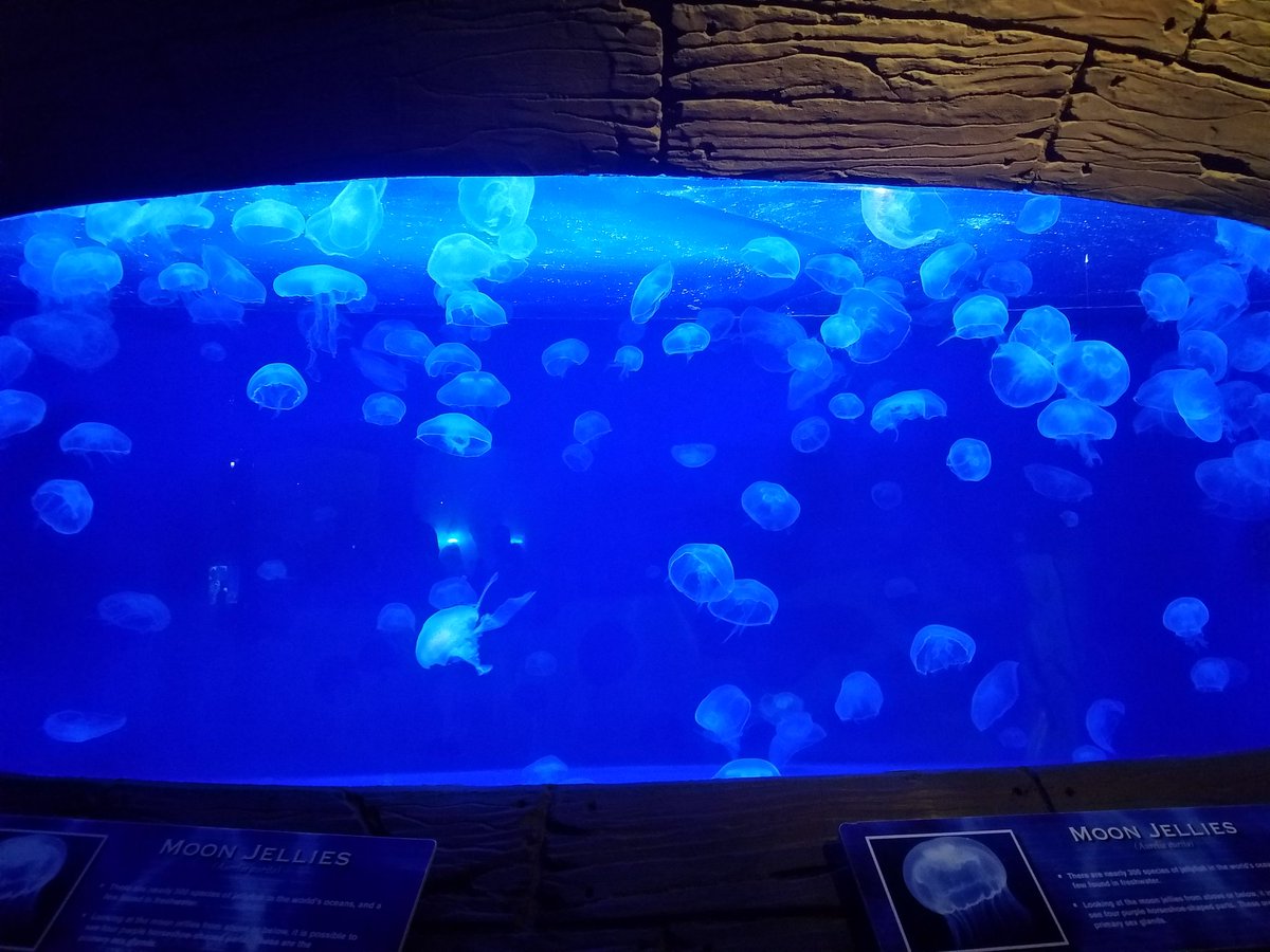 noah_peaslee's tweet photo. Denver aquarium https://t.co/rW3oPrpPzF