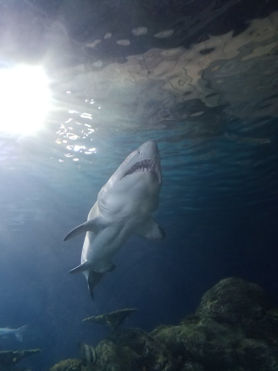 noah_peaslee's tweet photo. MORE Denver Aquarium https://t.co/aJuswx6vAC