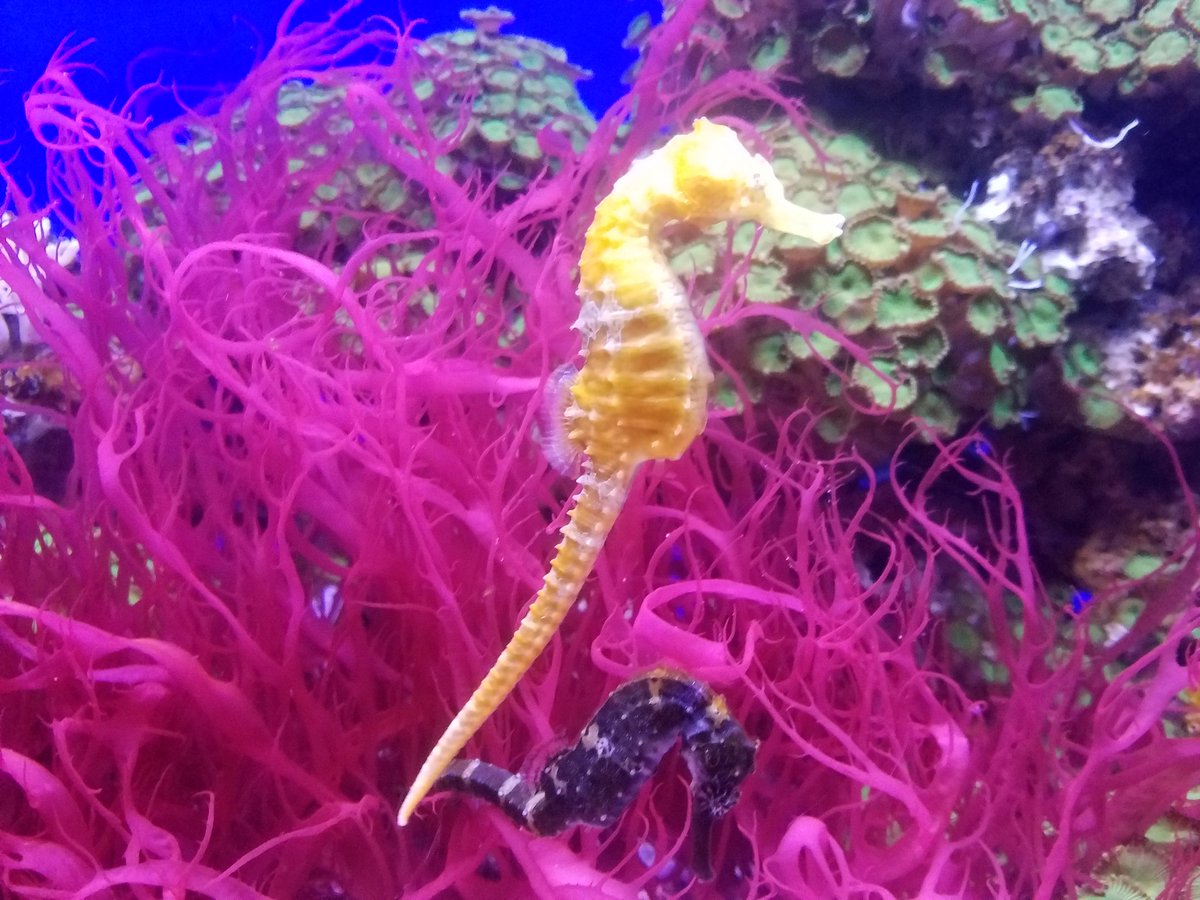 noah_peaslee's tweet photo. MORE Denver Aquarium https://t.co/aJuswx6vAC