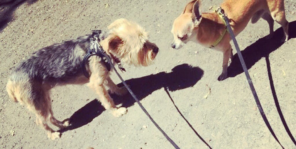 BNoses's tweet photo. Our #BUTTONNOSES are very warm and welcoming with #newpackmembers
#torontodogs #littledogsrule https://t.co/KdMkFA3Nyc