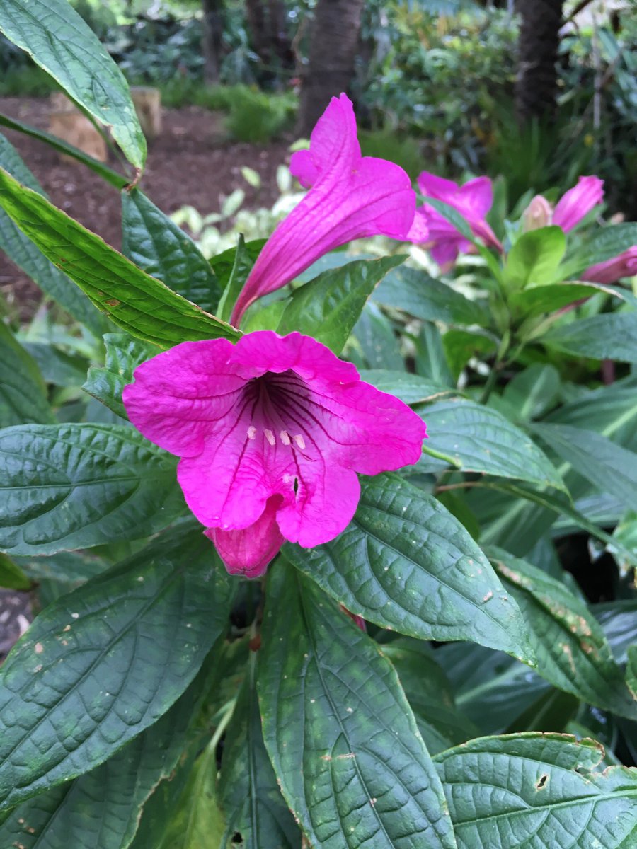 TexanInOz's tweet photo. Ruellia macrantha or Christmas Pride native to Brazil in flower @RBGSydney #BotanicGarden #Acanthaceae https://t.co/nSWGhRag2N