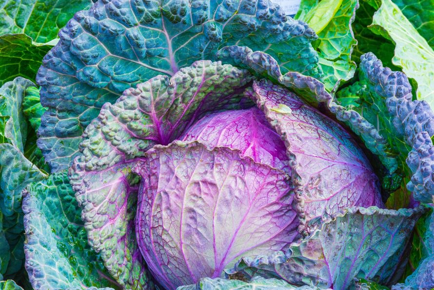 foodtank's tweet photo. True wealth begins with freshly harvested food from our own garden! Retweet if you love to #growyourown! https://t.co/NGgETdw6v2