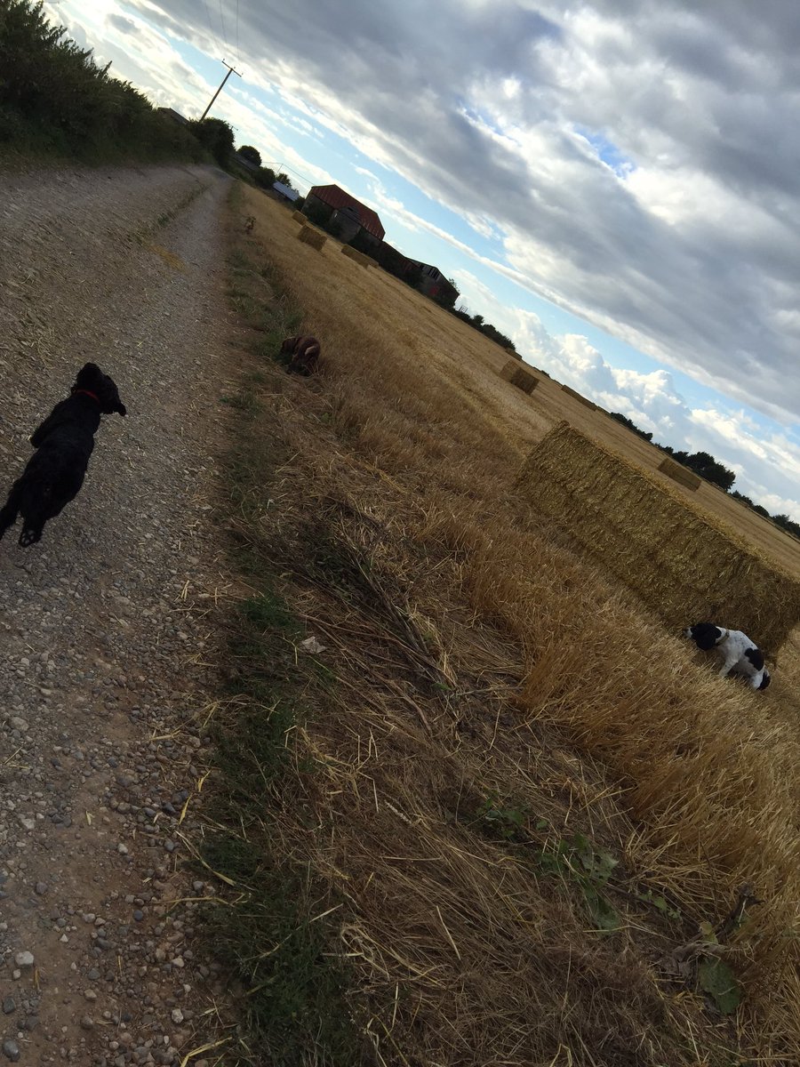 SmudgersMutts's tweet photo. Fab dog walk #hartleylane #cowslick #dextercattle #cheltenham https://t.co/kwVufsLuvf