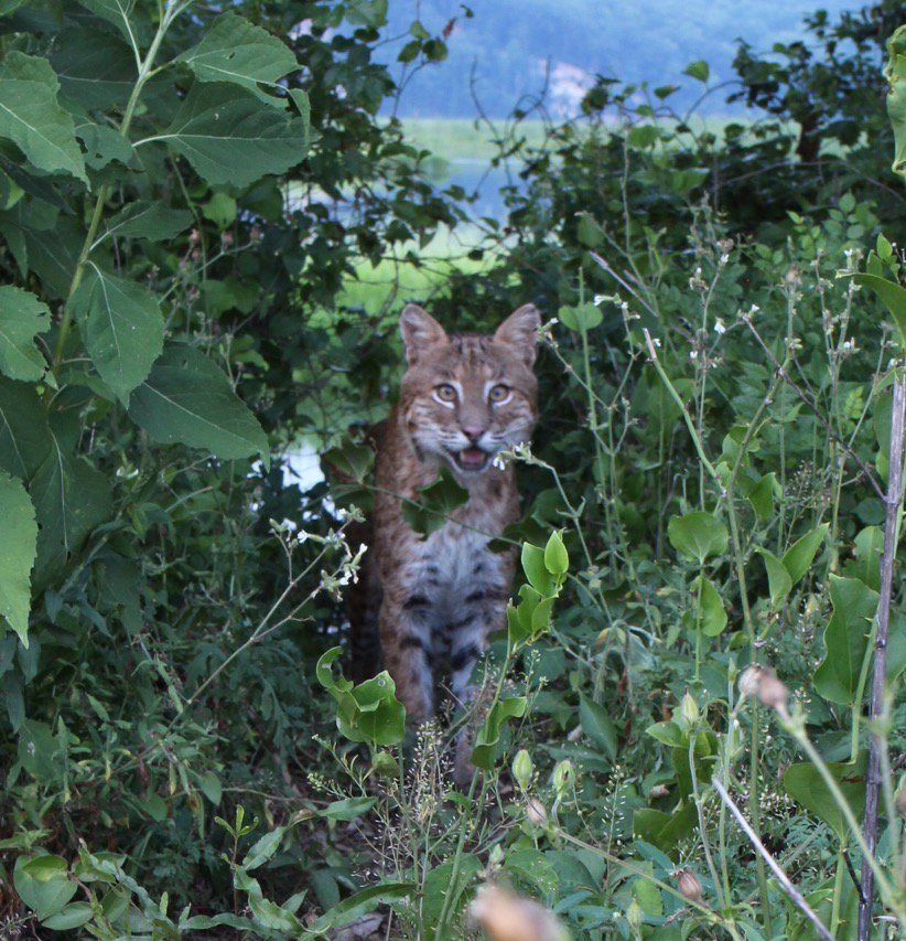 chesapeakebay's tweet photo. WHOA! Amazing shots from photographer Tig Tillinghast of a bobcat near #FonesCliffs along the #RappahannockRiver! https://t.co/cwKNWRGJQM