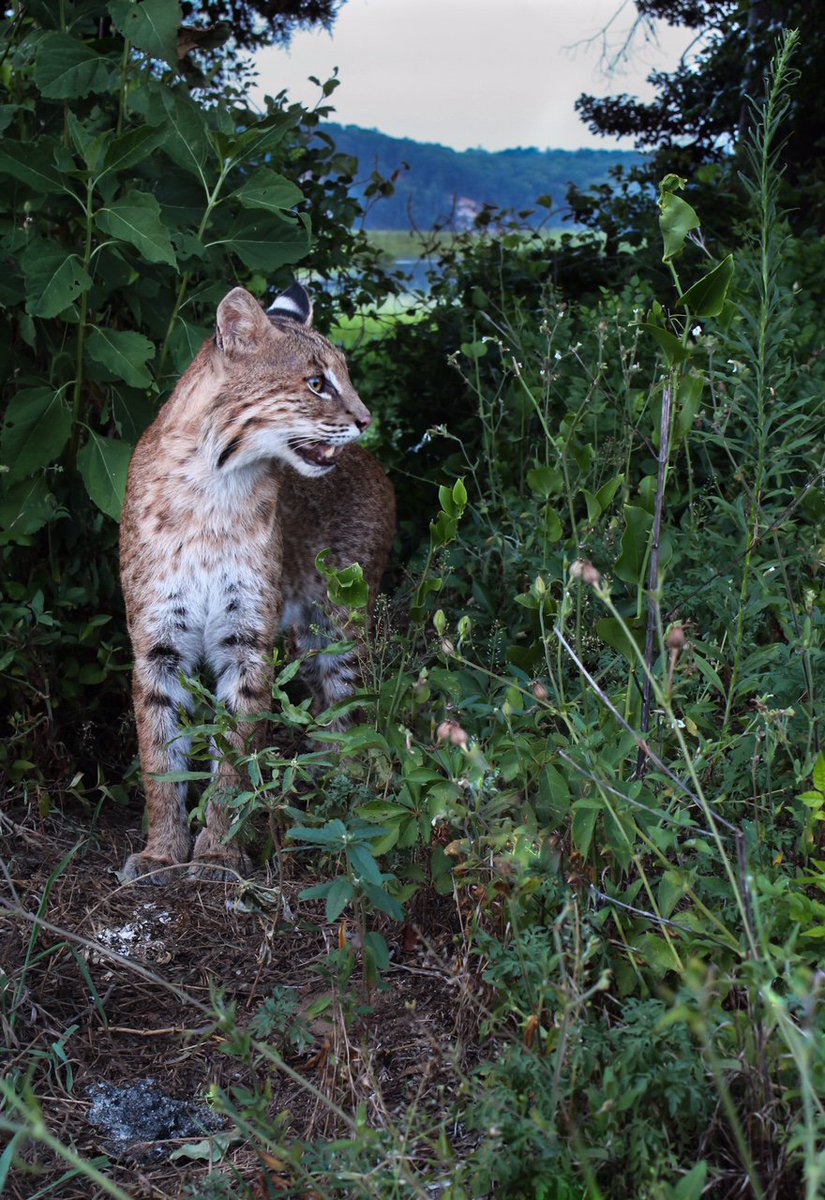 chesapeakebay's tweet photo. WHOA! Amazing shots from photographer Tig Tillinghast of a bobcat near #FonesCliffs along the #RappahannockRiver! https://t.co/cwKNWRGJQM