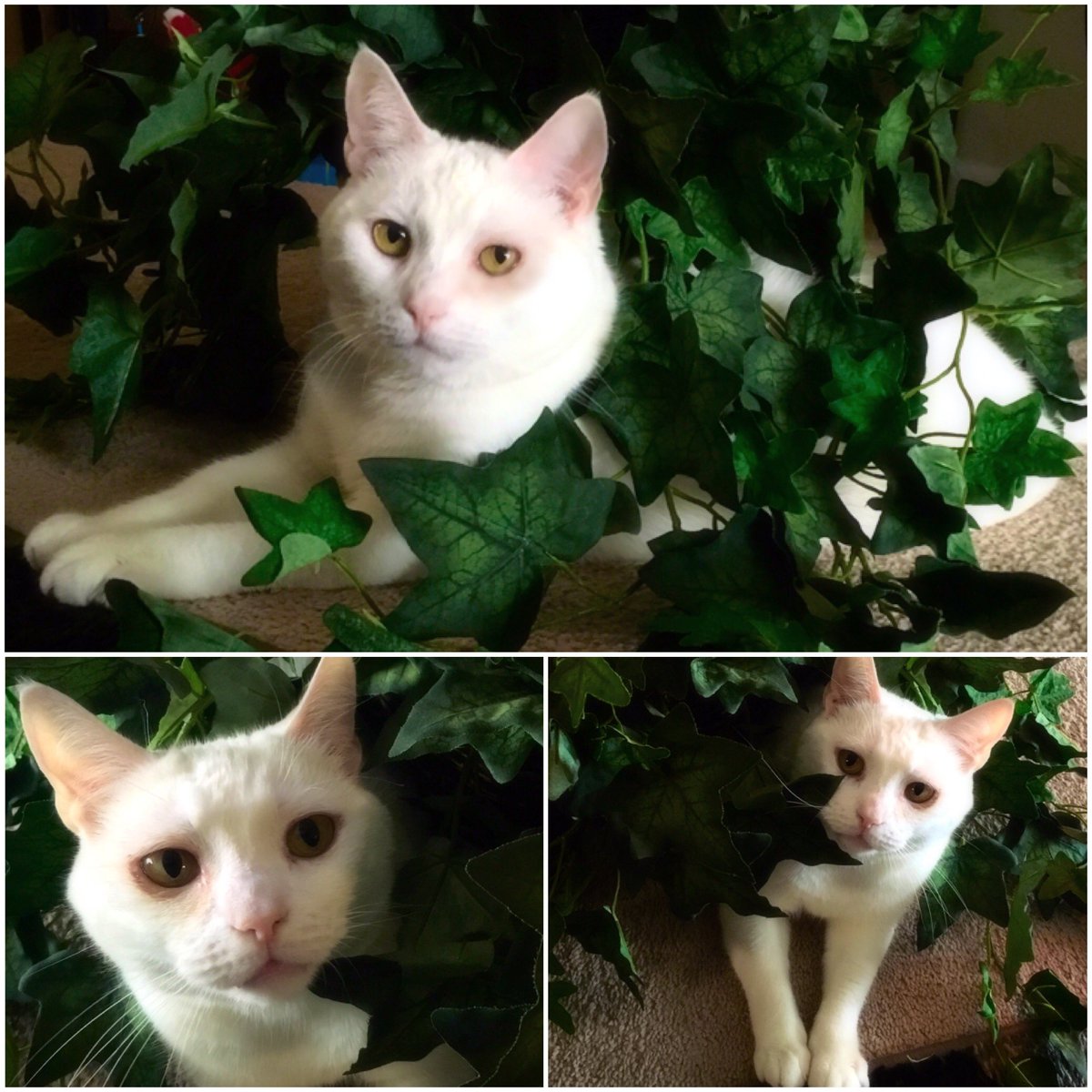 IAmCashyra's tweet photo. #InternationalCatDay #My2Babies #PepperJack AND #PrincessSnow https://t.co/46DNyYGUkW