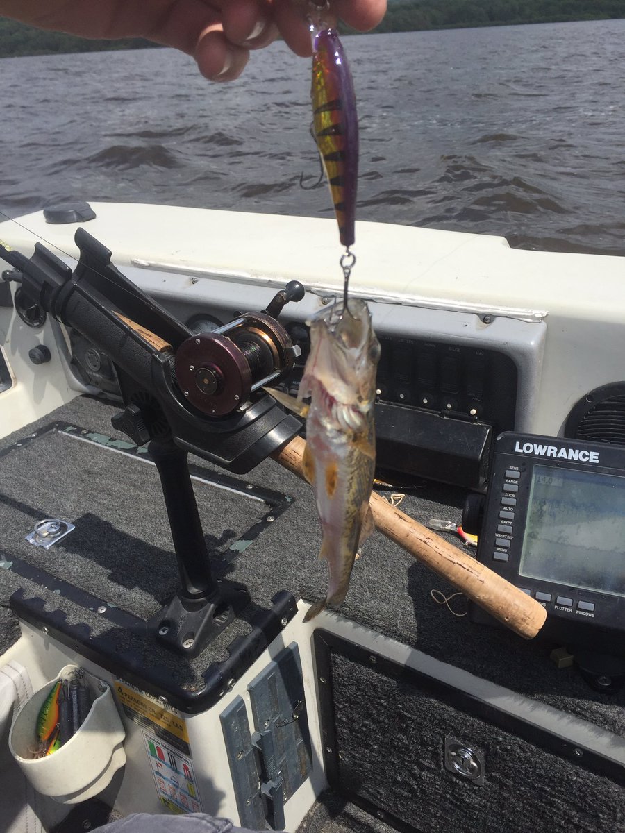 iMNfishing's tweet photo. The mighty Mississippi River has been treating us pretty well so far this August. The trolling bite is on #walleye https://t.co/ZY68O4nNEs