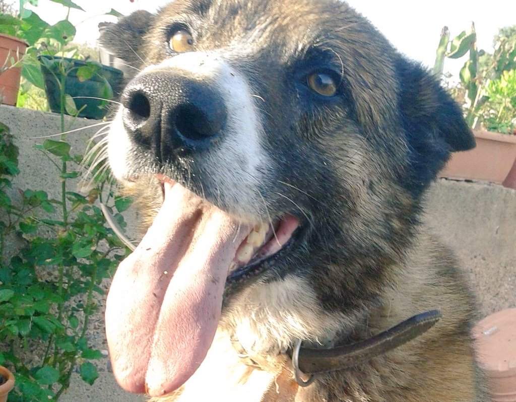 Gos perdut entre #Canet i #Arenys, es diu KATU, porta xip amb dades no actualitzades, si el veus 》600608487 #maresme