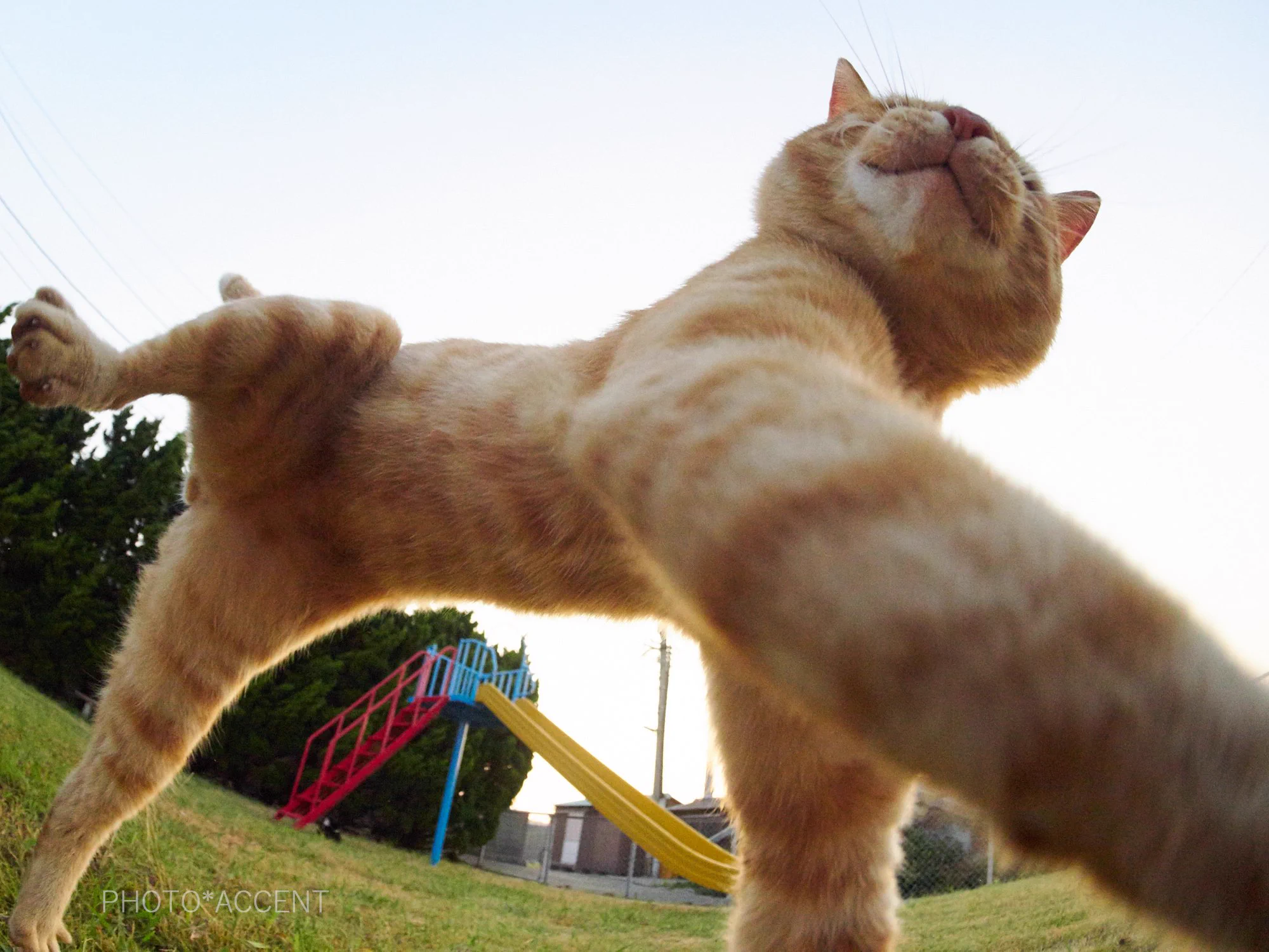 ダイナミックに遊ぶ茶トラｗｗｗ魚眼レンズ効果で猫ポーズが可愛いｗｗｗｗ