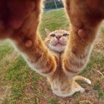 ダイナミックに遊ぶ茶トラ!魚眼レンズ効果で猫ポーズが可愛い!