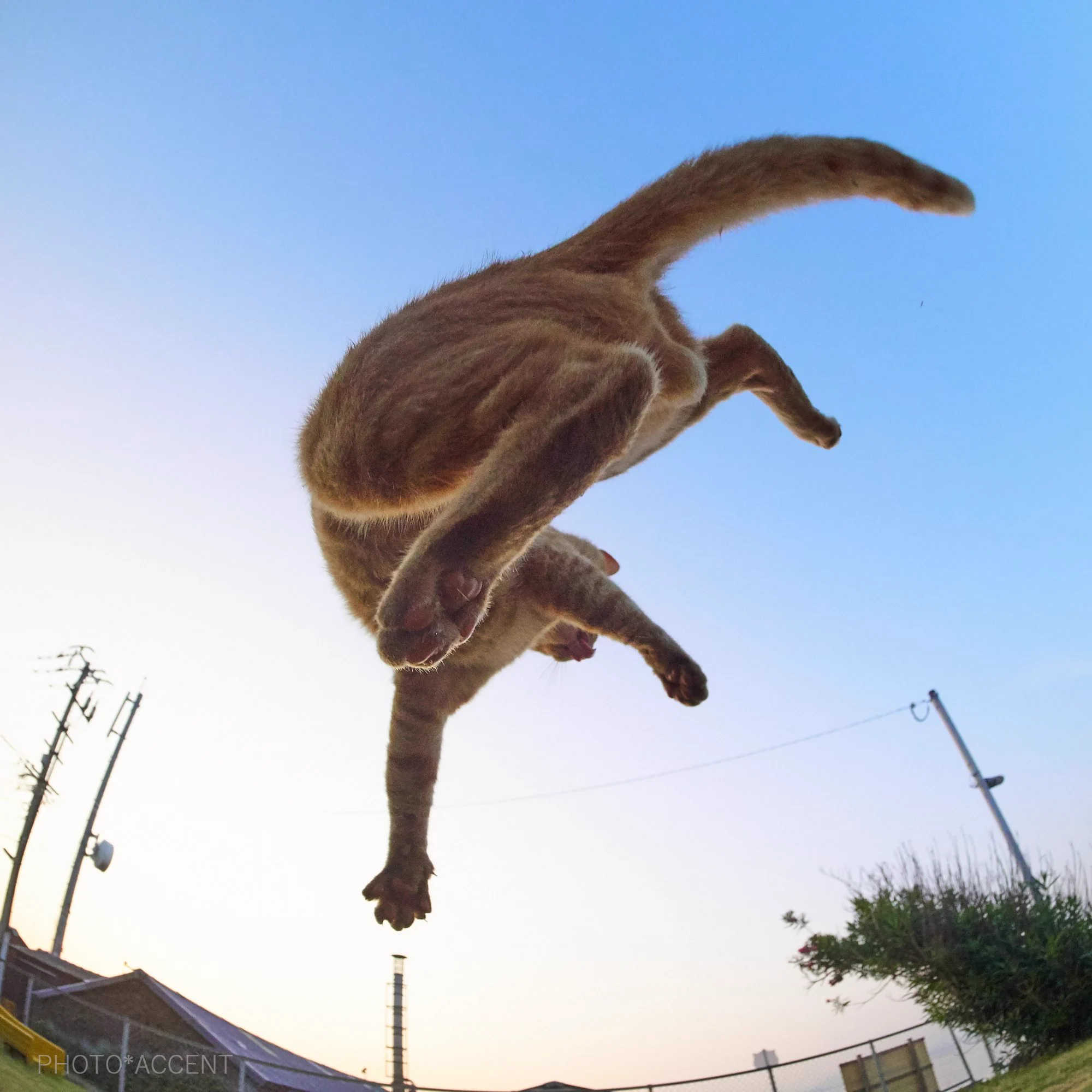 ダイナミックに遊ぶ茶トラｗｗｗ魚眼レンズ効果で猫ポーズが可愛いｗｗｗｗ