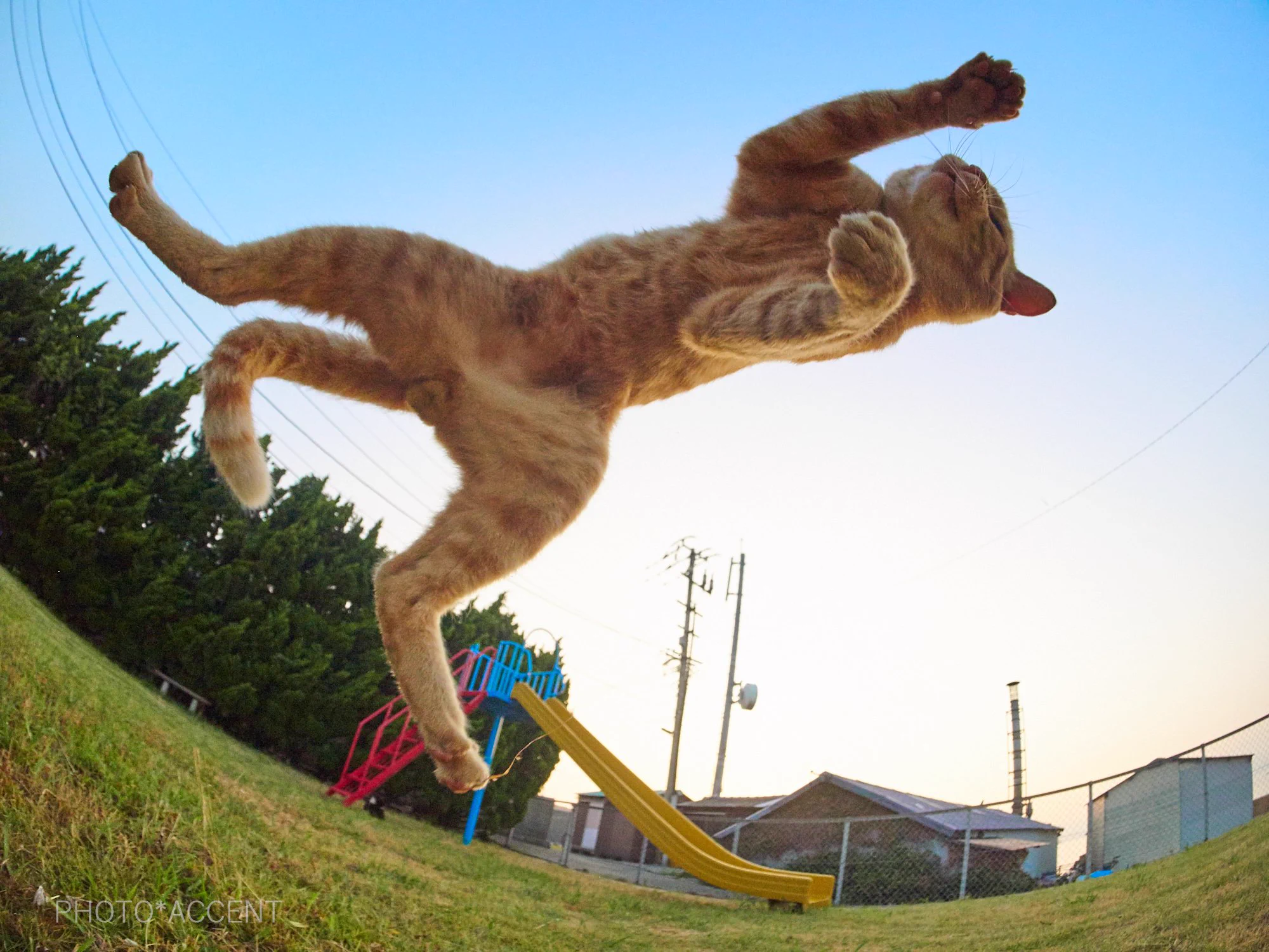 ダイナミックに遊ぶ茶トラｗｗｗ魚眼レンズ効果で猫ポーズが可愛いｗｗｗｗ